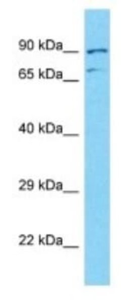 NUTM2A Rabbit anti-Human, Polyclonal, Novus Biologicals 100 &mu;g | Buy Online | Novus Biologicals | Fisher Scientific